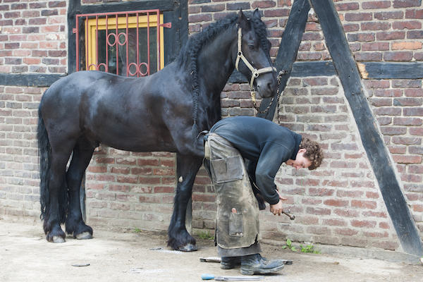 Maréchal ferrant centre equestre equitation cavalier cheval pension 600x400